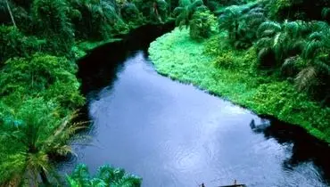 نابودی ترسناک جنگل کنگو؛ تهدیدی جدی برای سیاره زمین+ تصاویر