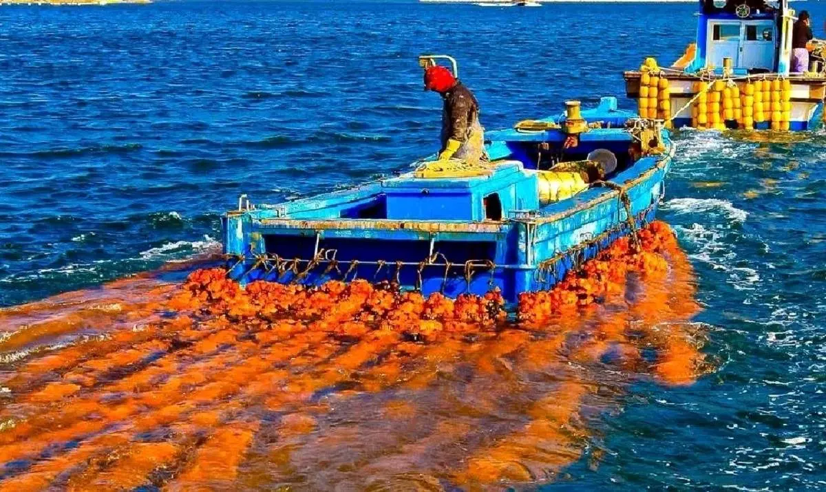 تولید آناناس دریایی توسط ژاپنی‌ها+ فیلم