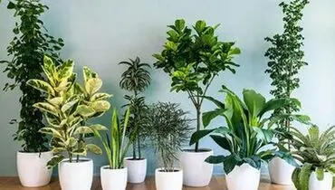 گیاهانی معجزه آسا برای کاهش استرس و اضطراب