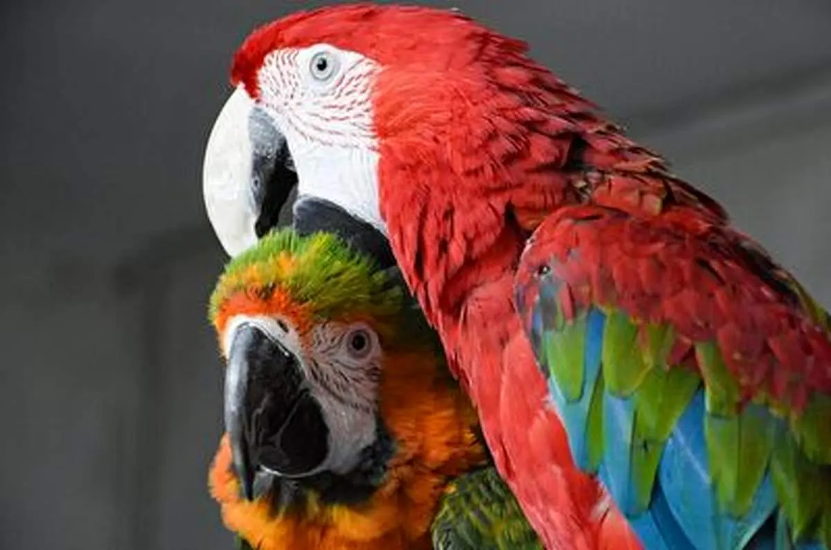 درک و شعور یک طوطی بیشتر از بعضی انسان‌ها +فیلم