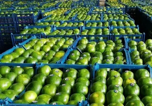 نارنگی؛ طعمی دل‌چسب با فوایدی فراتر از انتظار
