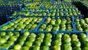 هشدار جدی درباره مصرف نارنگی های نوبرانه!