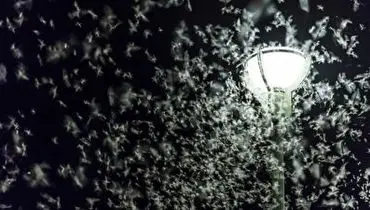 چرا حشرات جذب نور می شوند؟+ فیلم