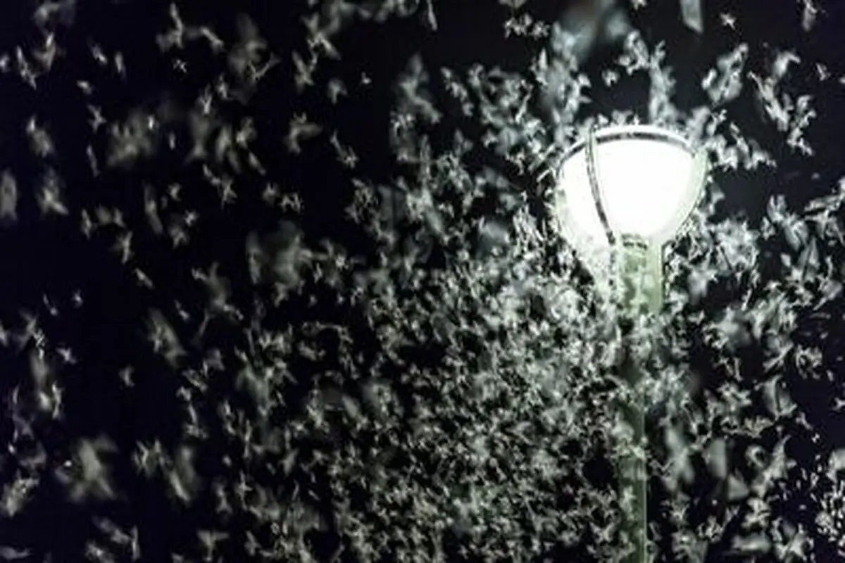 چرا حشرات جذب نور می شوند؟+ فیلم