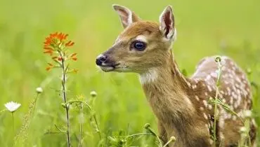 کت واک باورنکردنی این بچه آهو در برابر دوربین+ فیلم