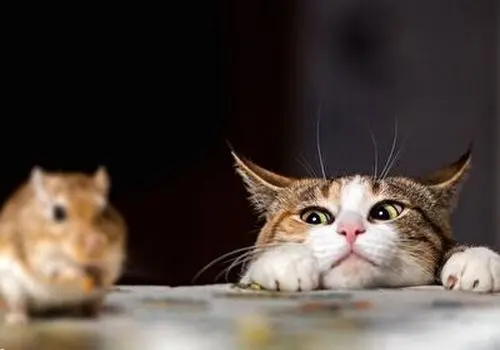 شکار موش توسط یک روباه در میدان هفت تیر تهران! +فیلم