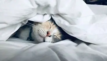 علاقه این گربه به پتو سوژه شبکه های اجتماعی شد+ فیلم