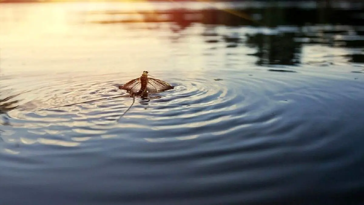 این جانور فقط یک ساعت زندگی می کند!+عکس