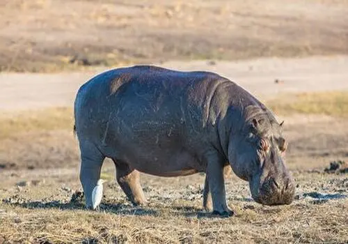 چرا اسب آبی گوش های کوچکی دارد؟+فیلم