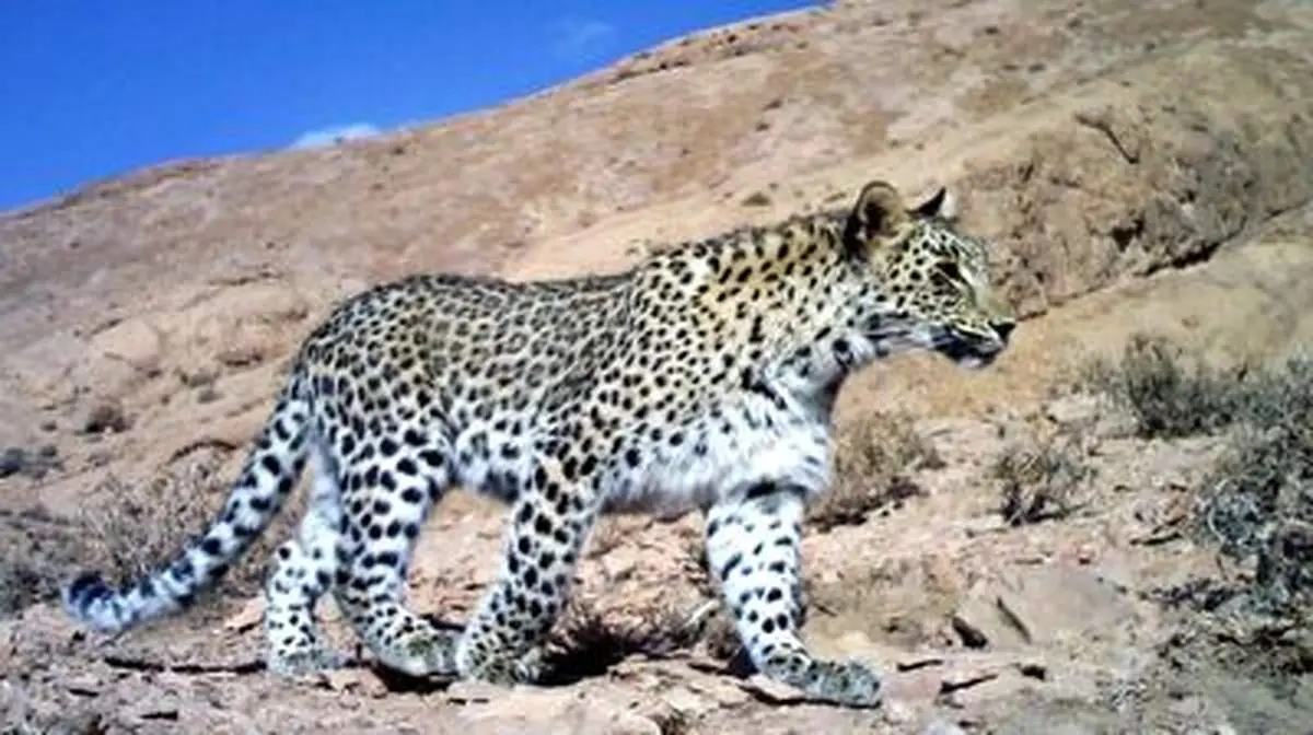 ثبت خانواده جدید پلنگ ایرانی درحال آب‌تنی+ فیلم