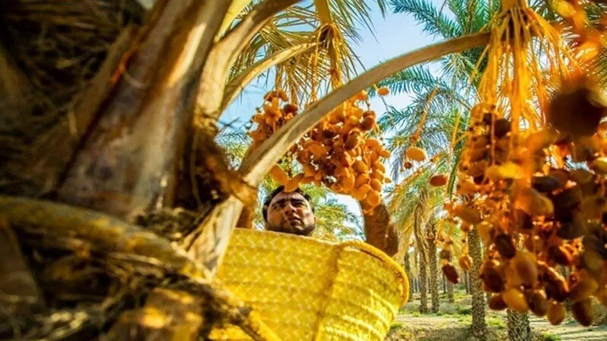 برداشت خرما در خرماپزان شادگان+تصاویر