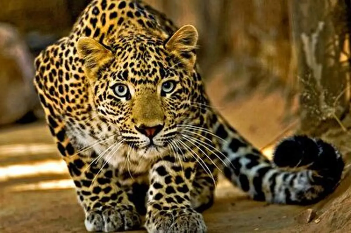 بی رحمی پلنگ در شکار چیتا+ فیلم