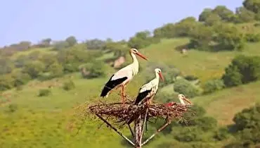 لانه سازی اهالی این روستای ایران برای ۸۰۰ لک لک + فیلم