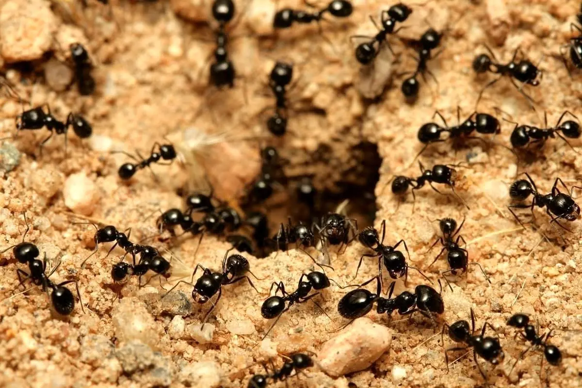 کشف شهری شگفت‌انگیز در لانه عظیم مورچه‌ها!+ عکس