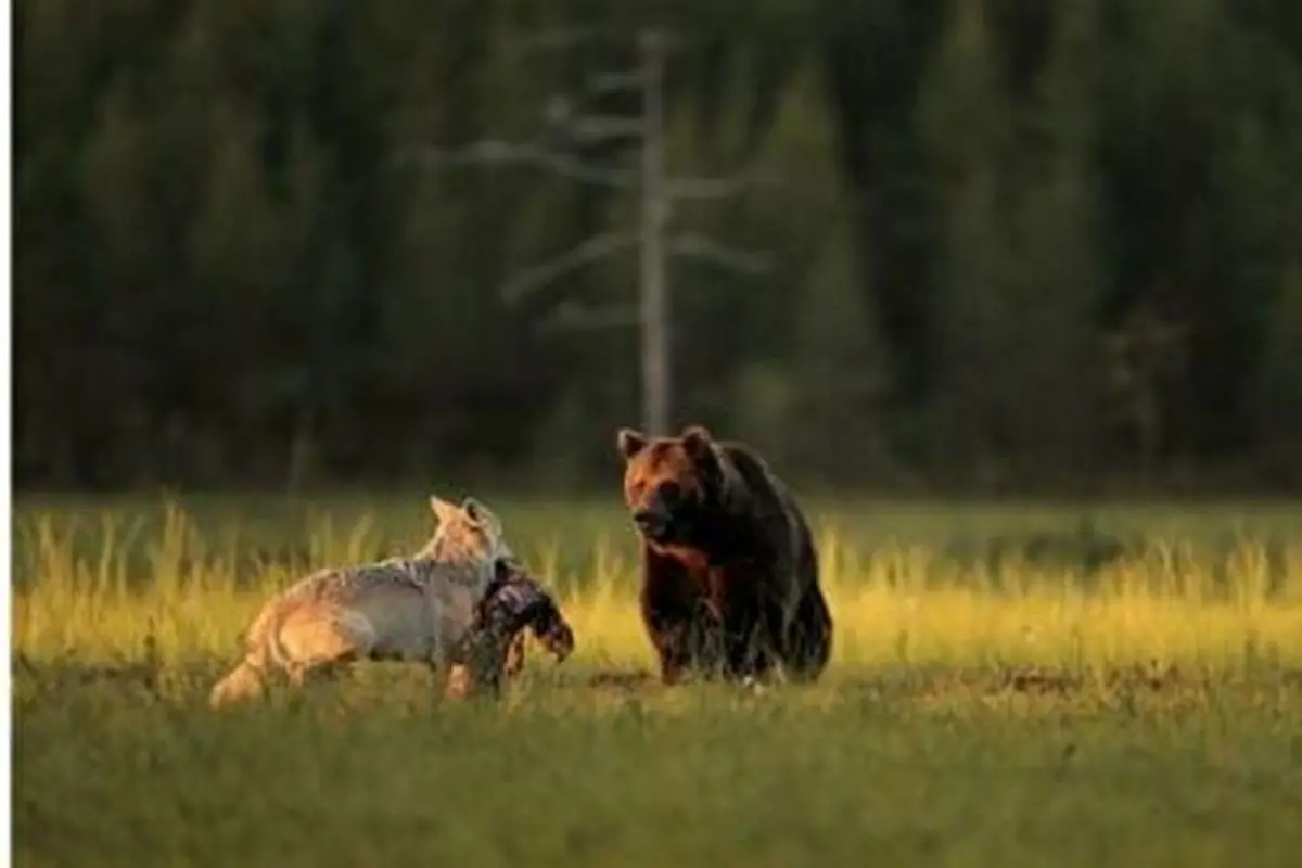 جدال مرگبار بین گرگها با خرس+فیلم