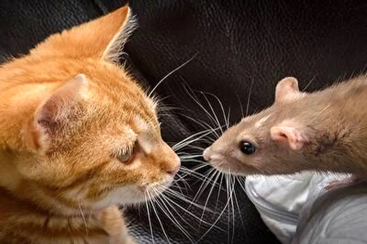 ترس و وحشت عجیب این گربه از موش کوچک وایرال شد+ فیلم