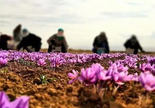 قیمت انواع زعفران + جدول

