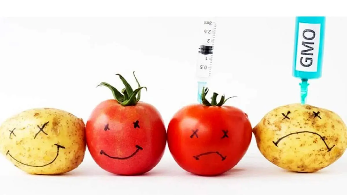 تحقیقاتی که انجام شده به نفع محصولات تراریخته نبوده