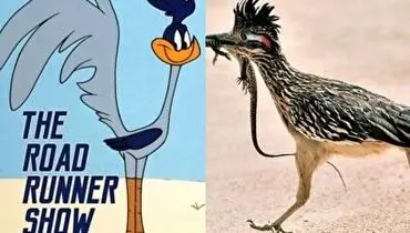 میگ میگ در دنیای واقعی را ببینید+ فیلم