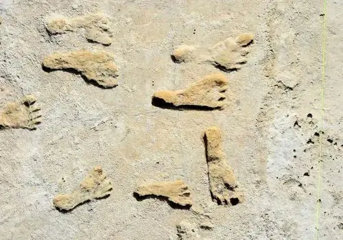 انتشار نخستین تصاویر از فسیل نیم‌میلیاردساله 
