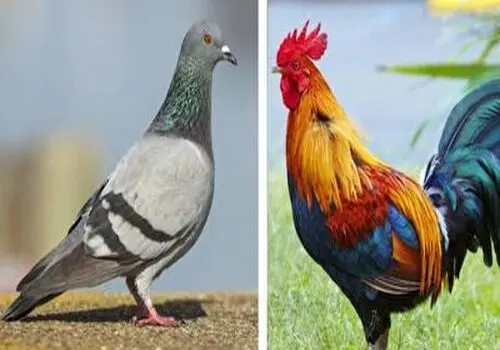 حرکت جالب یک قومی در معبدی در مالزی+ فیلم