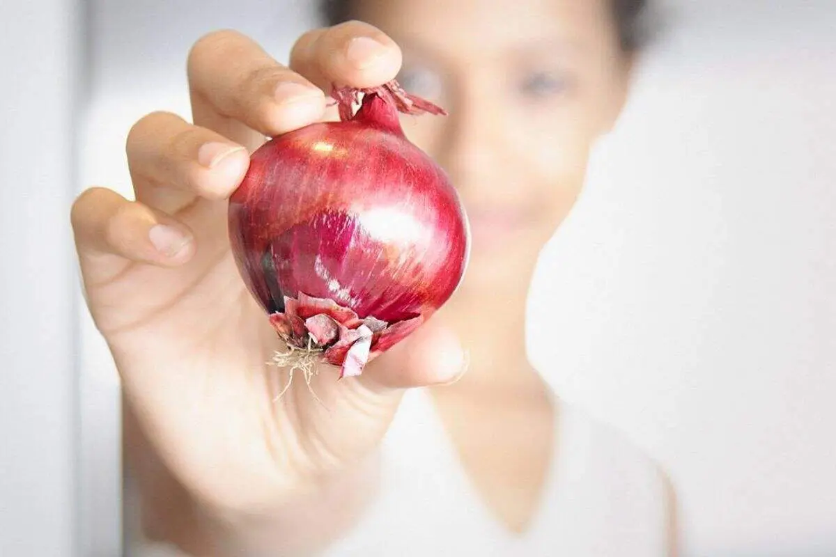 باغبان انگلیسی بزرگترین پیاز جهان را در گینس ثبت کرد+ عکس
