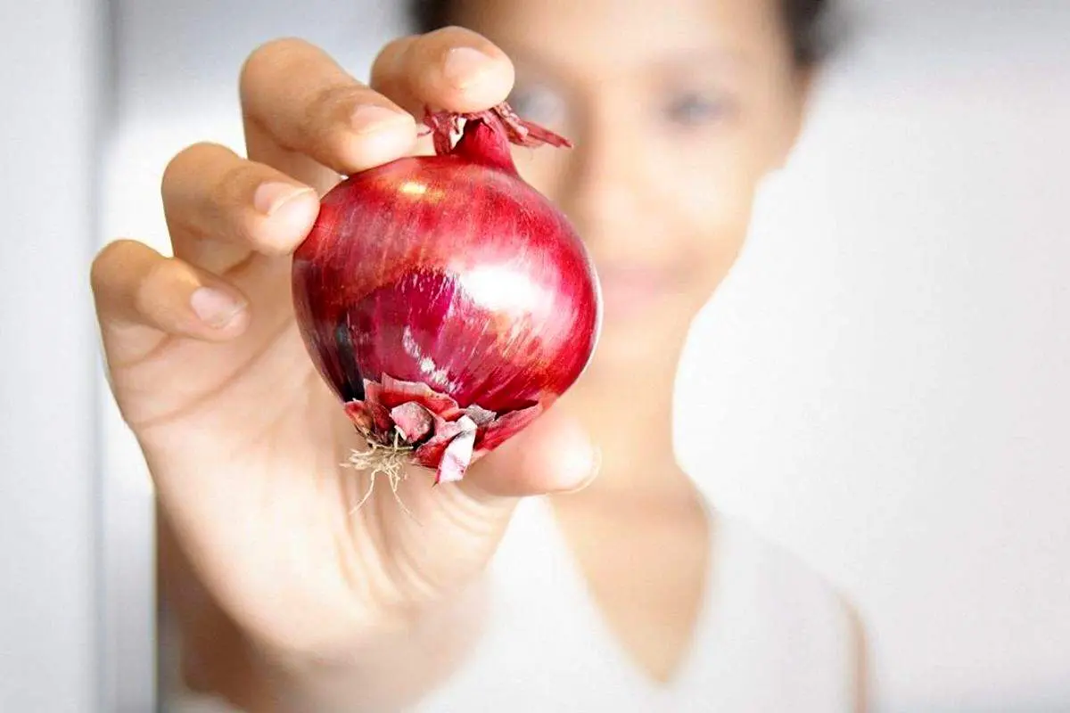 باغبان انگلیسی بزرگترین پیاز جهان را در گینس ثبت کرد+ عکس