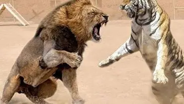 نبرد نفس‌گیر بین شیر آفریقایی و ببر بنگال+ فیلم