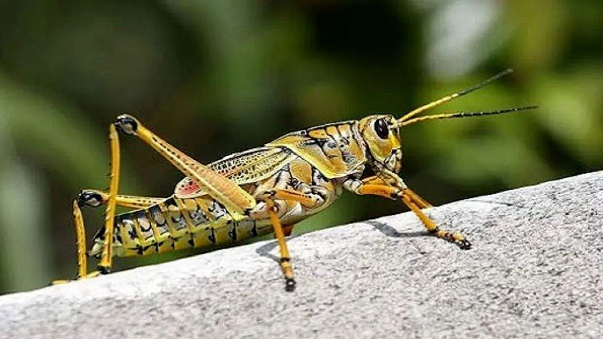 ملخ غول پیکر ۱۰ کیلویی با اسلحه شکار شد+ عکس