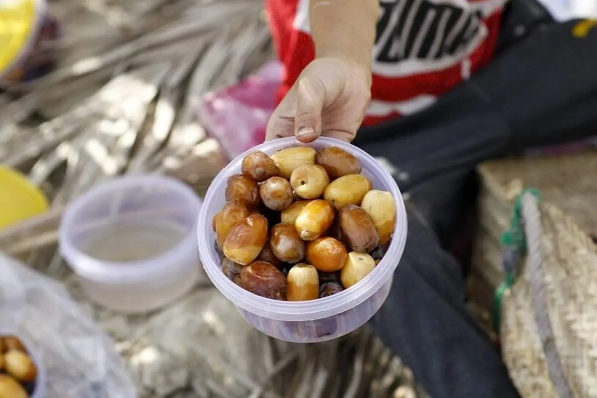 برداشت خرما در خِشت استان فارس+ تصاویر