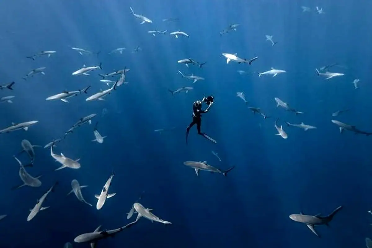تصاویر منحصر به فرد برنده مسابقه عکاسی اقیانوس سال ۲۰۲۳