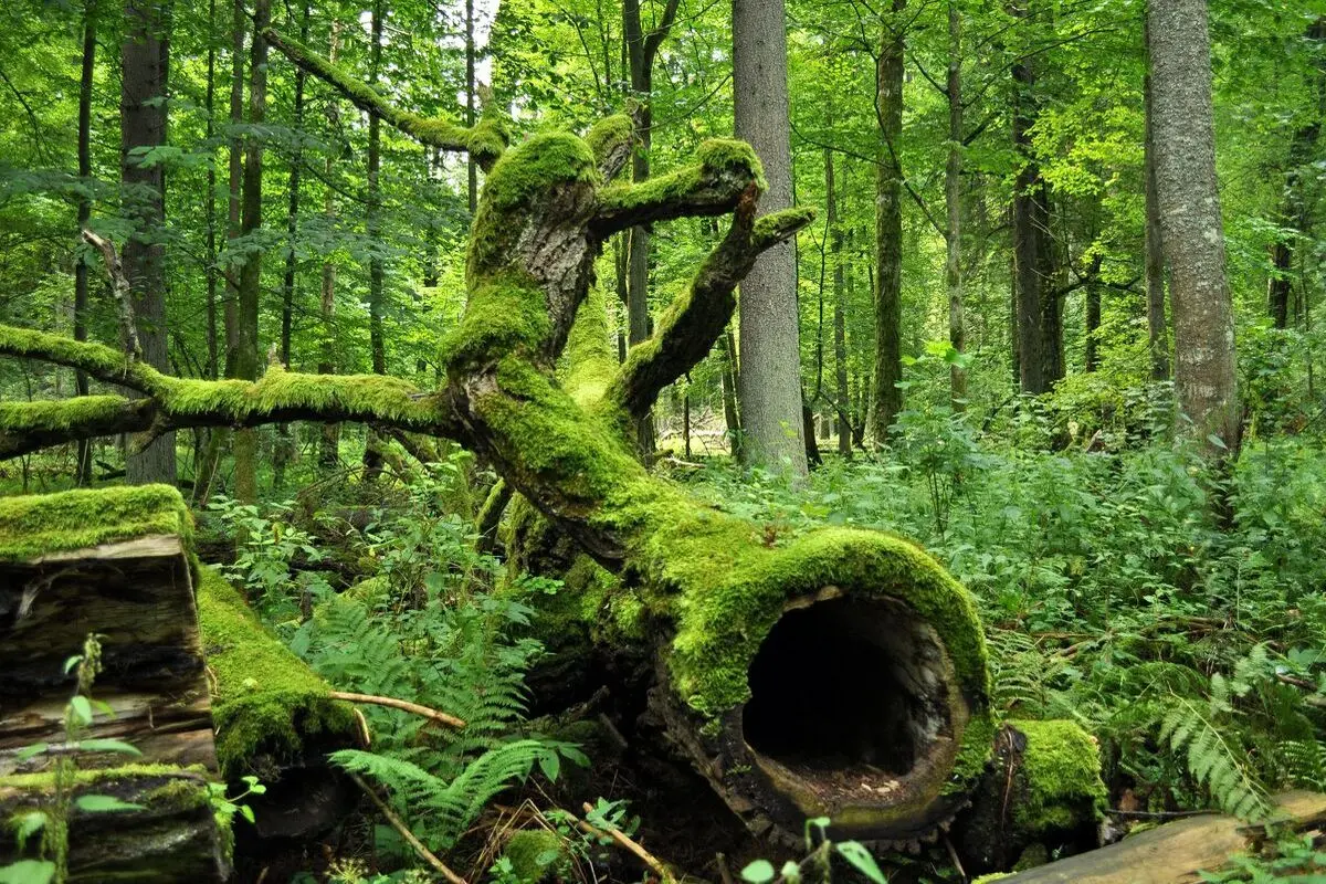 شکل پر رمز و راز درختان در یکی از جنگل‌ های لهستان!+ عکس