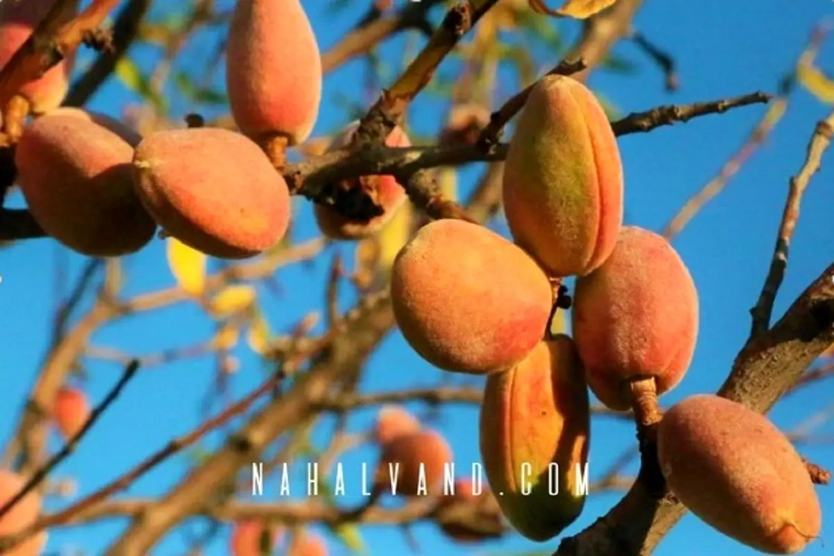 با خرید بهترین نهال های بادام به جمع سرمایه داران ایرانی بپیوندید
