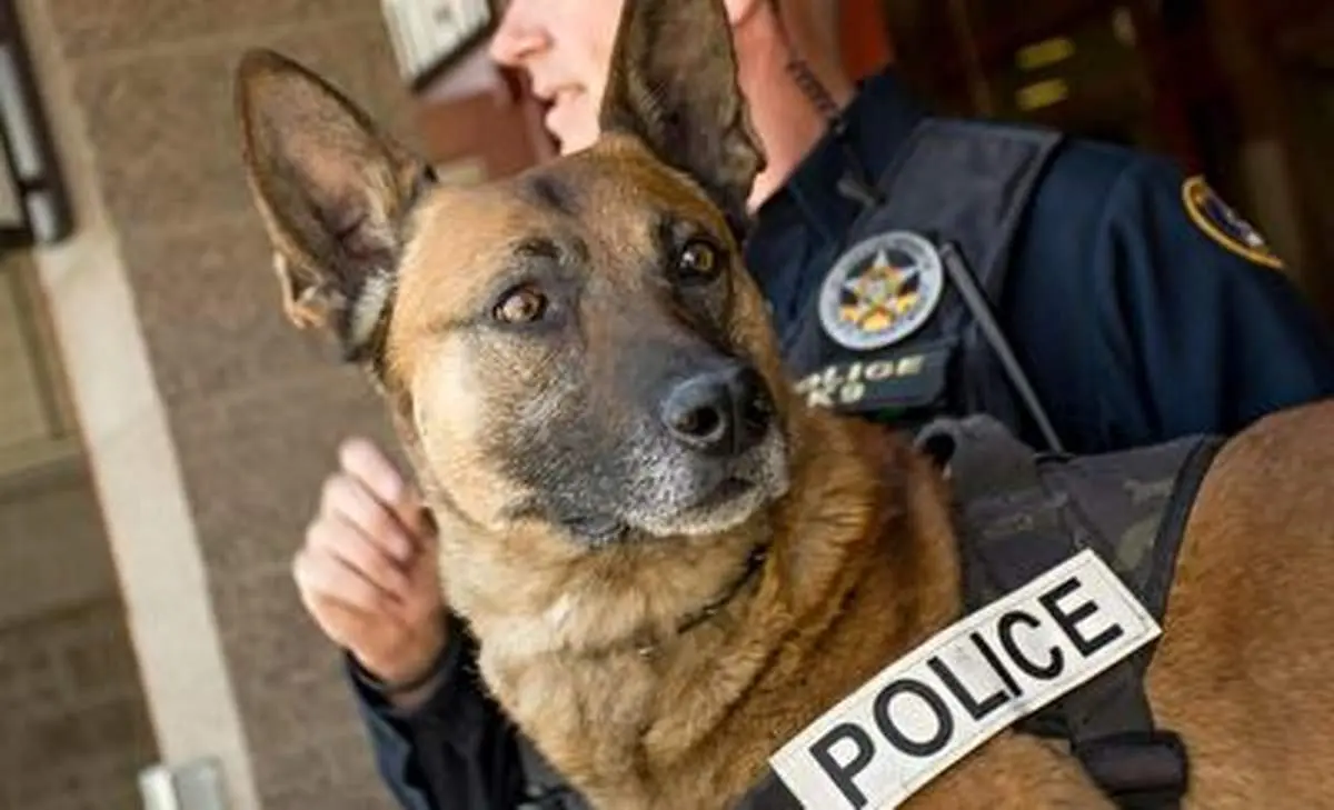 استفاده پلیس از سگ‌های آموزش دیده برای جستجوی اطراف محل قتل مهرجویی+ فیلم