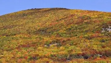 تصاویری رویایی از طبیعت پاییزی جاده چالوس