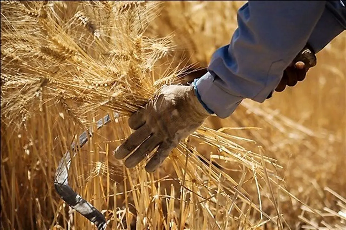 مالیات این افراد صرف مطالبات گندمکاران شد