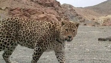 مشاهده و ثبت چهار قلاده پلنگ در خواف