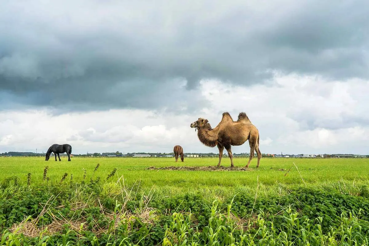 چشمان زیبای این بچه شتر در فضای مجازی وایرال شد+ تصاویر