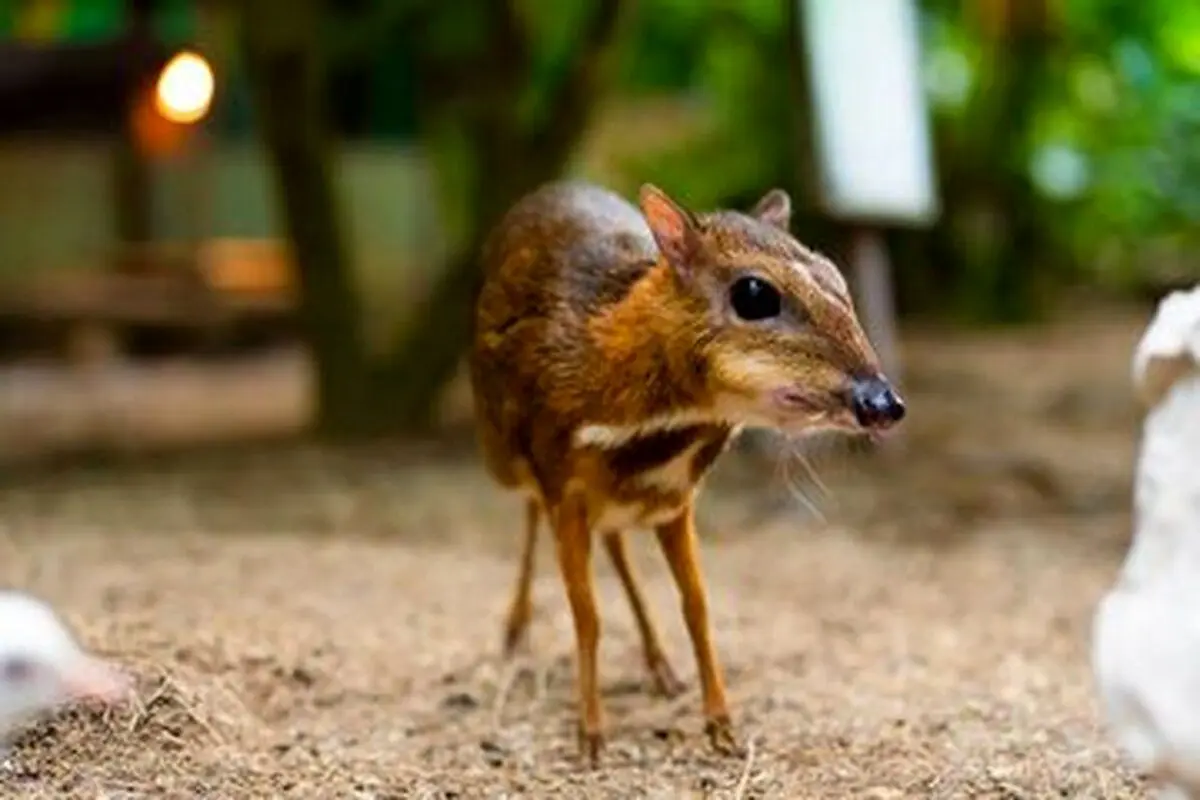 «موش-گوزن»؛ کوچک ترین جانور دارای سم در جهان+ عکس