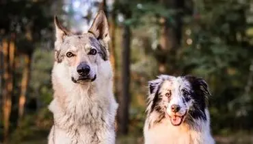 سگ یا گرگ؛ کدامیک باهوشتر است؟