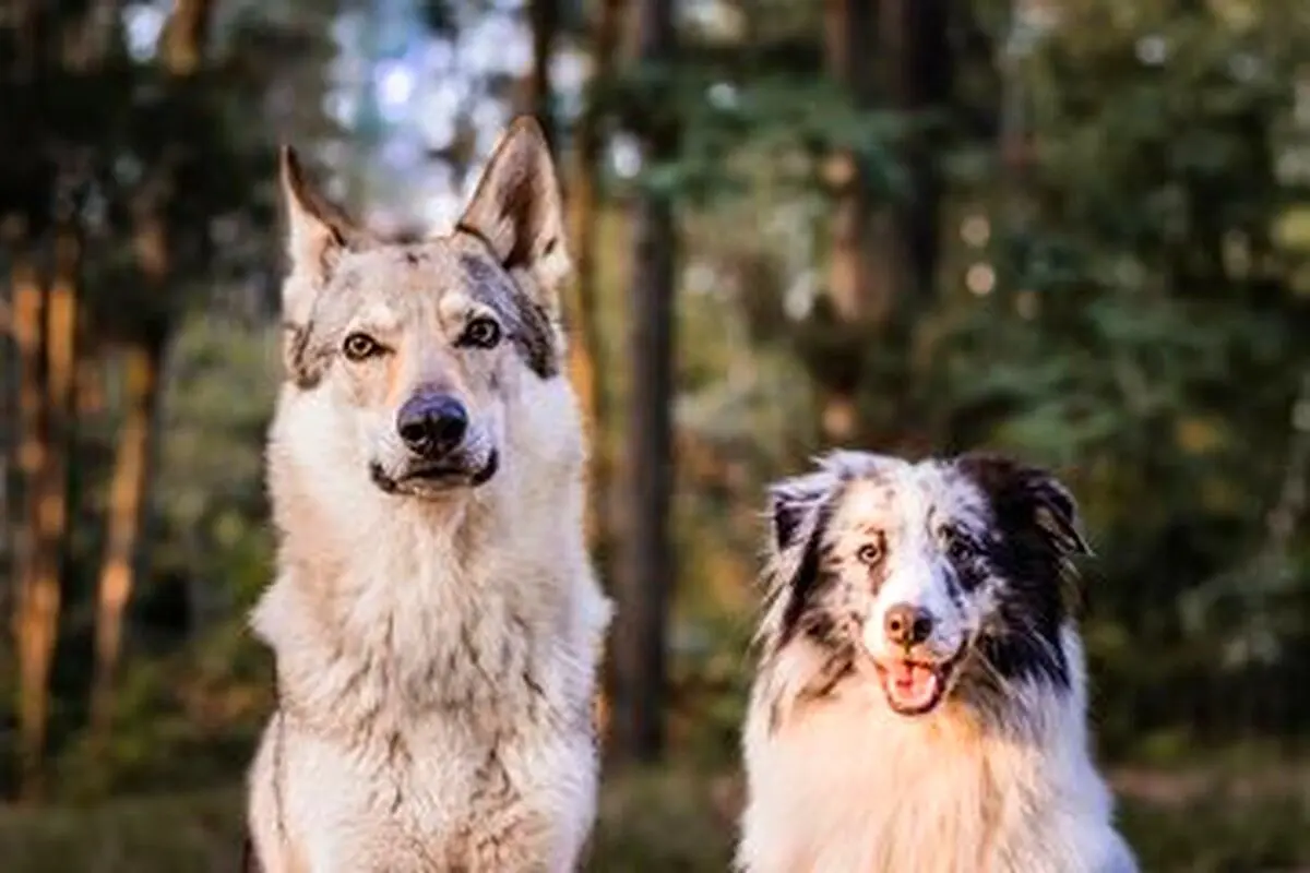 سگ یا گرگ؛ کدامیک باهوشتر است؟