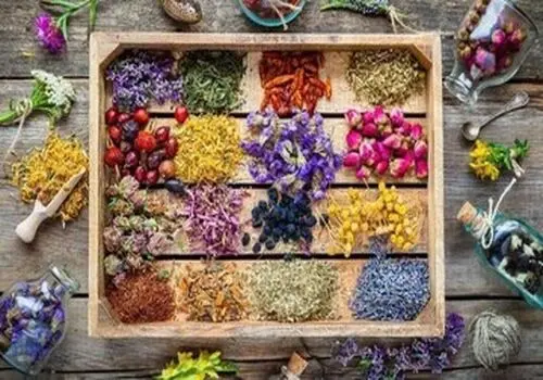 چرا نباید داروهای گیاهی را سر خود مصرف کنیم؟+فیلم