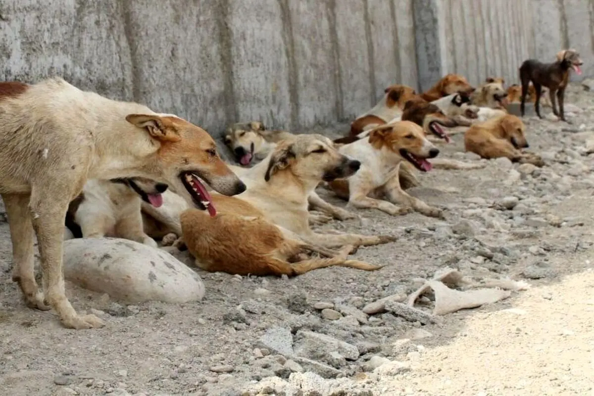 جراحت شدید خبرنگار صدا و سیما بر اثر حمله سگ ولگرد + عکس