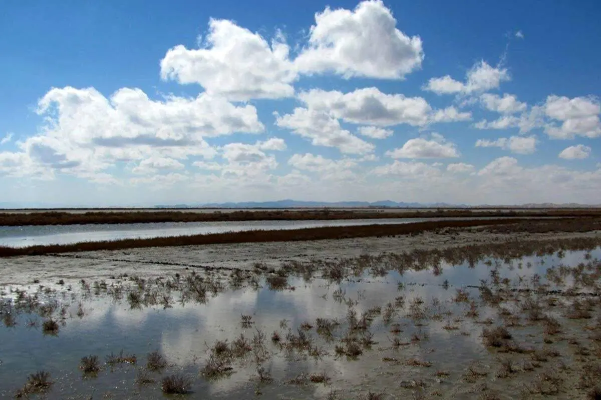 تالاب یا کویر/ چه بلایی بر سر گاو خونی آمد؟+عکس