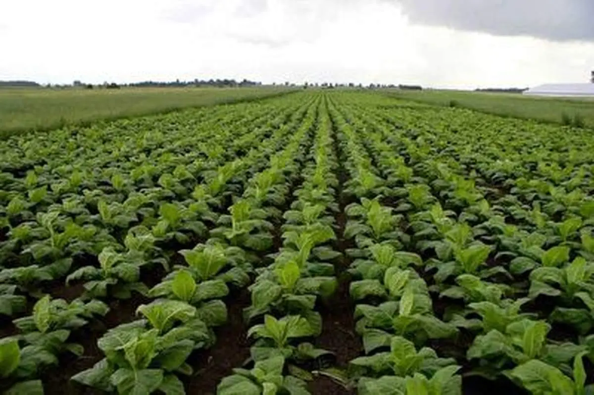 نسبت کشت توتون در قیاس با برنج و گندم در ایران+ فیلم