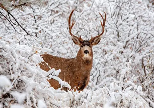 لحظه باورنکردنی و دلخراش حمله یک گوزن به انسان+فیلم
