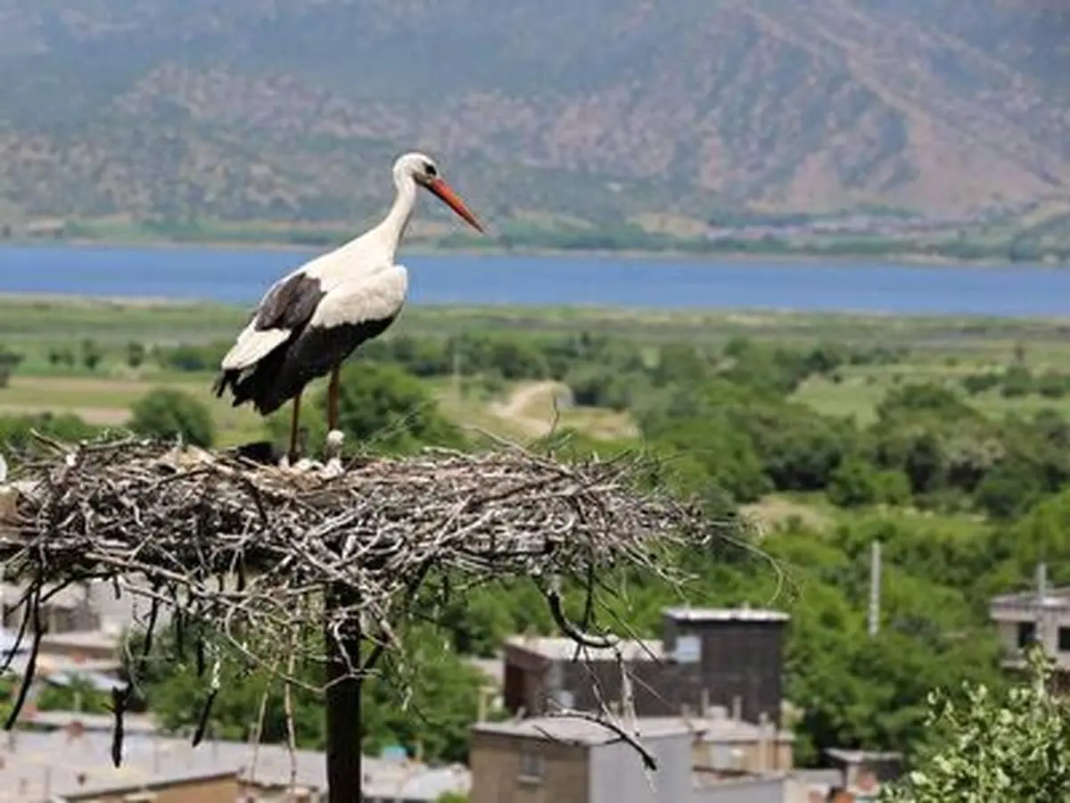 ماجرای جالب لانه سازی لک لک ها در کنار دریاچه زریوار را بشنوید+ فیلم