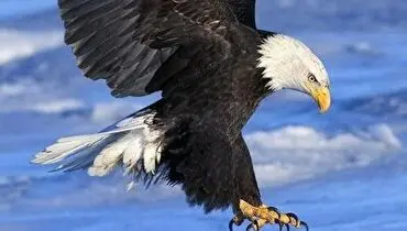 شکار تماشایی ماهی توسط عقاب در کسری از ثانیه+ فیلم