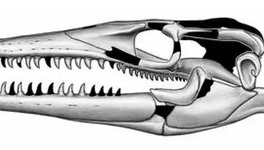 اندازه مارمولک های دریایی غول پیکر ۸۰ میلیون سال پیش+ عکس