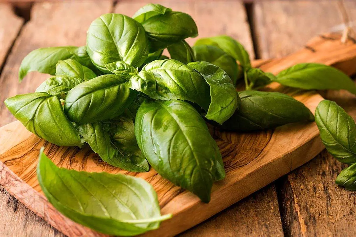 خواص بی نظیر این گیاه شما را شگفت زده میکند